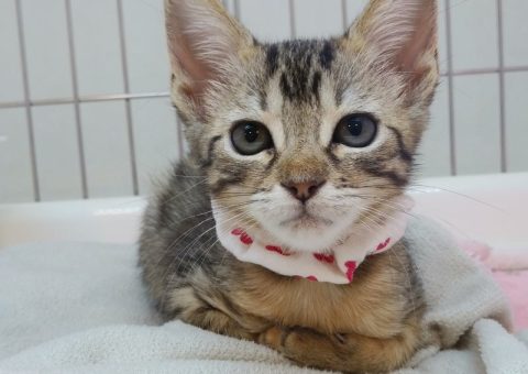 おめでとう♪ベンガルちゃん♥️