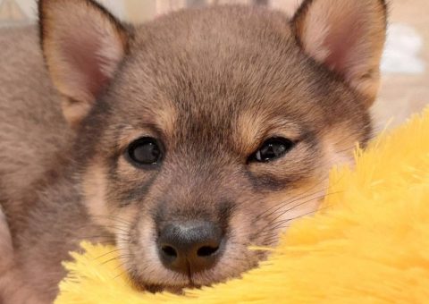 おめでとう♪柴犬ちゃん♥️