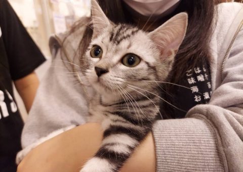 おめでとう♪アメショくん☆