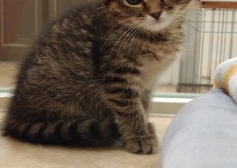 MIX猫ちゃんのご紹介