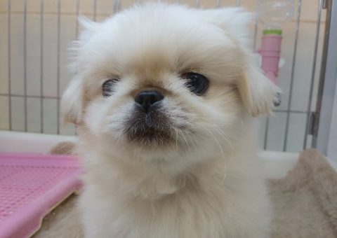 おめでとう♪パールくん！