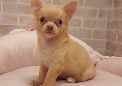 きなこちゃん おめでとう