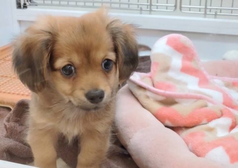 チワックスくんおまけショット( •̀ω•́ )