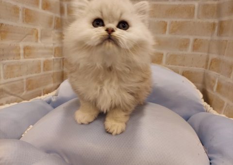 もこもこミヌエット꒰*˙꒳˙*꒱