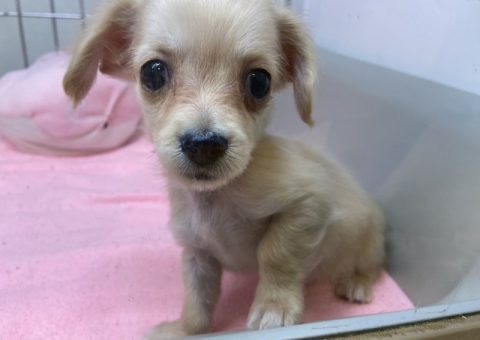 サンタさん来るかなぁ？*<):-)
