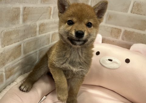 柴ちゃん仲間入り(๑･̑◡･̑๑)