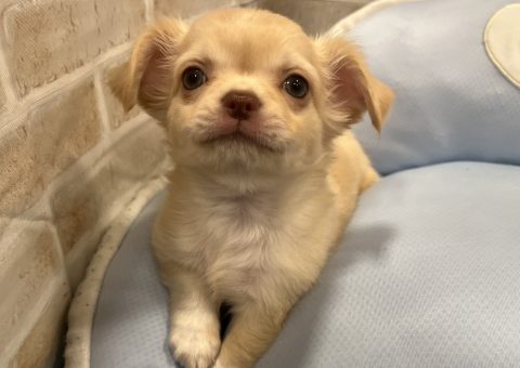 ぼくに会いに来てね♡