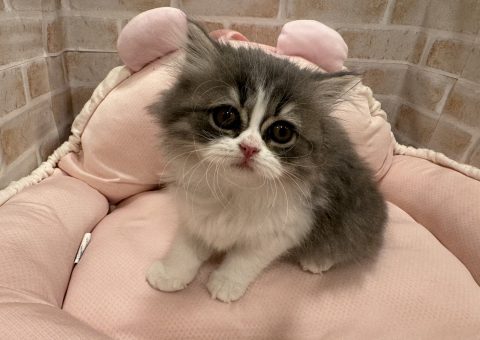 ♡ブリロンちゃん 仲間入り♡