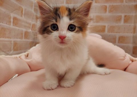 三毛猫トリオのご紹介