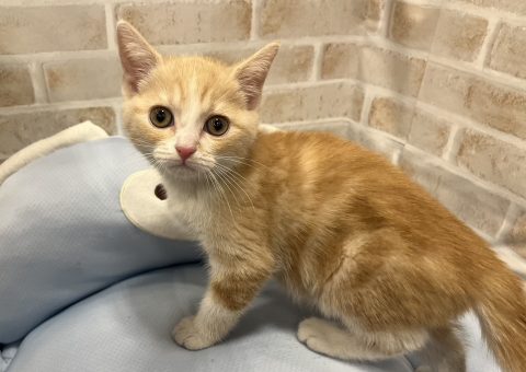 ☆甘えん坊ネコちゃんのご紹介☆