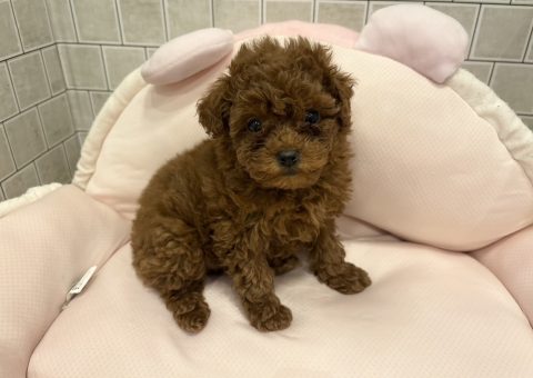 小さなトイプードルちゃんご紹介