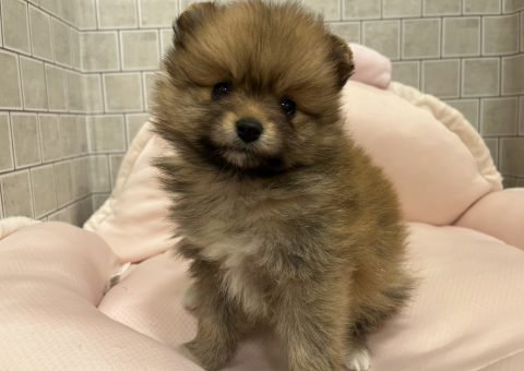 あざとかわいいポメラニアン(*´˘`*)♡