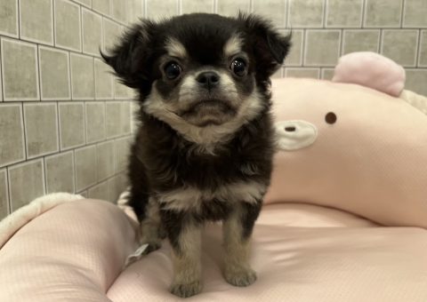 ♡♡とってもキュートなチワワちゃん♡♡