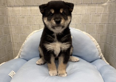 みんな大好き♡日本犬といえば・・・♪