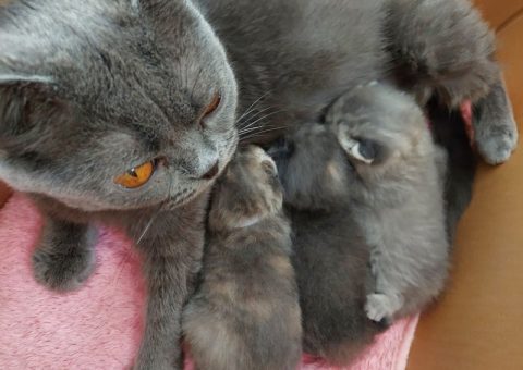 pino cat babysデビューのおしらせ♪