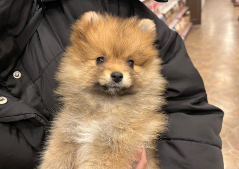 ポメちゃんおめでとう(*´˘`*)♡
