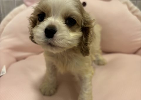 レアな新入生ちゃん(*´˘`*)♡