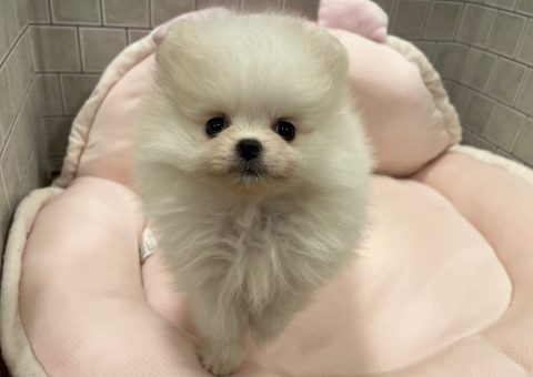 もふもふポメラニアン(*´˘`*)♡