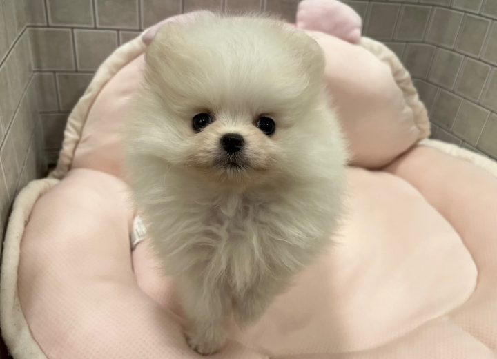 ポメラニアン