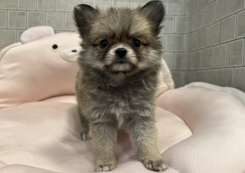 キュートなチワポメちゃん♡