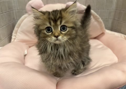 ペルシャちゃん☆仲間入り(*´˘`*)♡