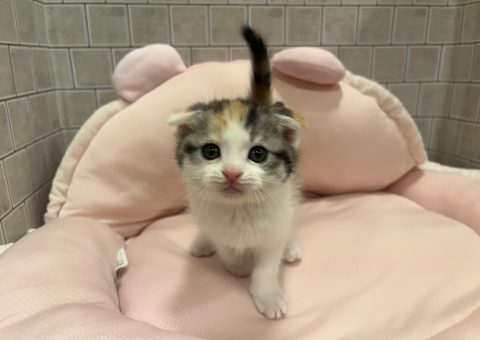 まるまるスコちゃん♡