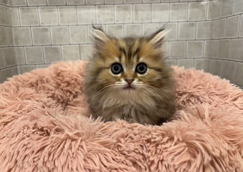かわかわミヌエットちゃん(๑•ᴗ•๑)♡
