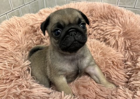 パグちゃーーーーん♡♡♡