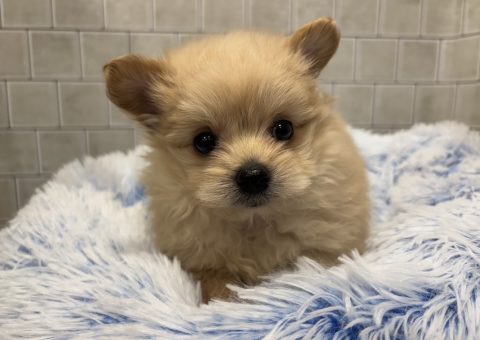 【カワイイ×カワイイ】新入生のポメプーちゃん！