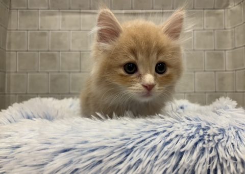 ☆大人気☆サリベリアンくん仲間入り(*´˘`*)♡