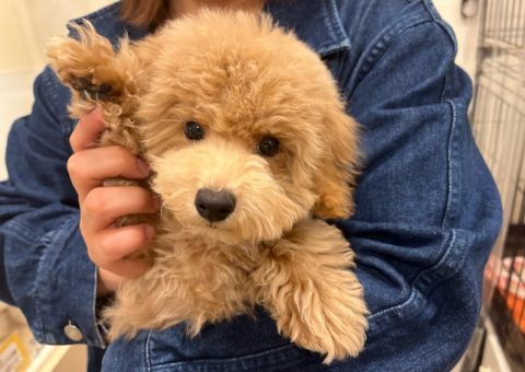 またまた家族が増えました(*´˘`*)♡