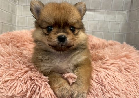 チワポメちゃん仲間入り(*´˘`*)♡