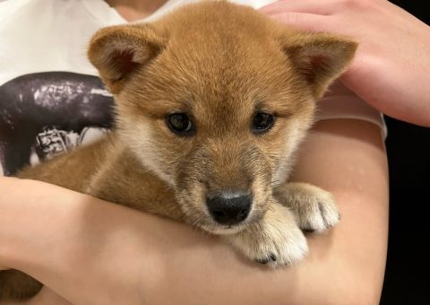 ロクくん卒業おめでとー\( > ∀ < )/