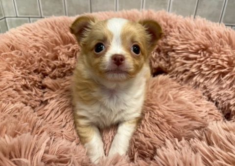 おチビなチワワちゃん(*´˘`*)♡