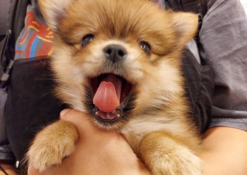 おめでと〜！チワポメちゃん⭐︎