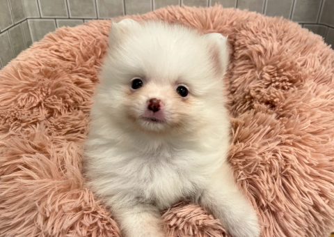 新入生ポメちゃん♡♡