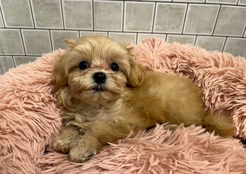 マルプーちゃん仲間入り⟡.·*.