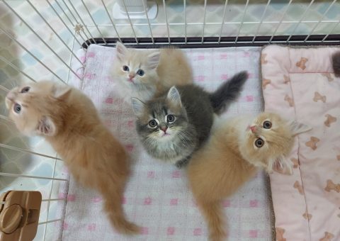 澪央ベイビーズお披露目♡
