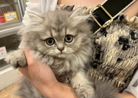 ペルちゃんおめでとう♡.*･ﾟ