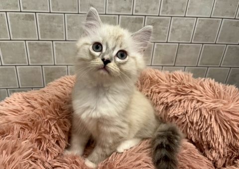 美人なMIX猫ちゃんが来ました♡