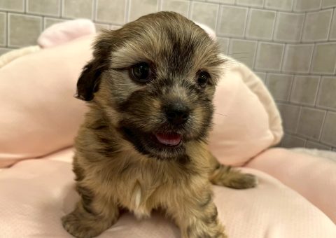 ダッシーちゃん仲間入り⟡.·*.