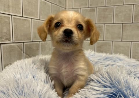 チワックスくんが来ましたよ〜！！