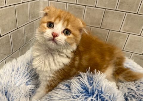 みんな大好きスコちゃん仲間入り⟡.·*.