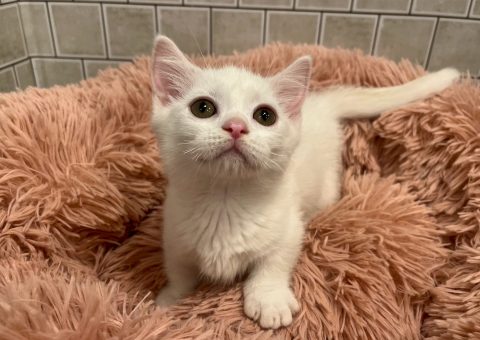 白猫で短足・・・ピンクの肉球なんて最強すぎる