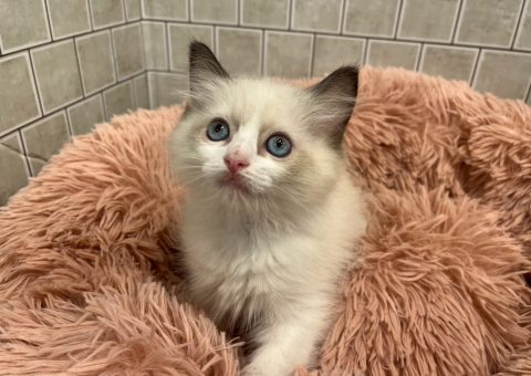 めちゃかわラグドールちゃん⭐︎