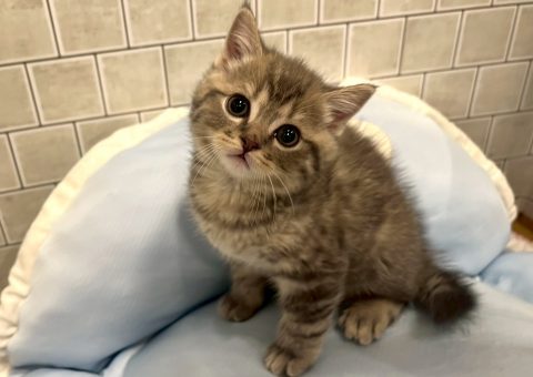 マンチカンくん仲間入り⭐︎