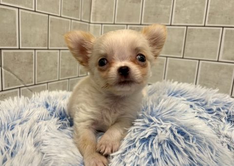 ⭐︎ちっちゃくて可愛いあの子が仲間入り⭐︎