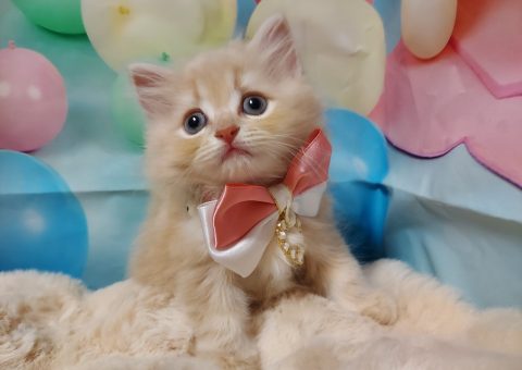 にゃいべりあーーん♡♡