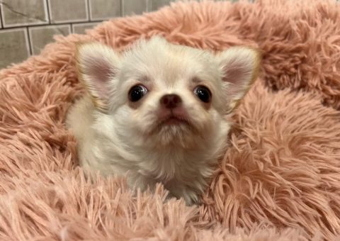 かわいいおチビちゃん(*´˘`*)♡