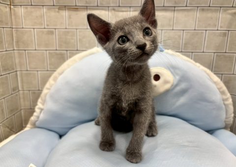 最近はサイベリアンがぱっと浮かぶけど、元祖ロシアの猫と言えば…！